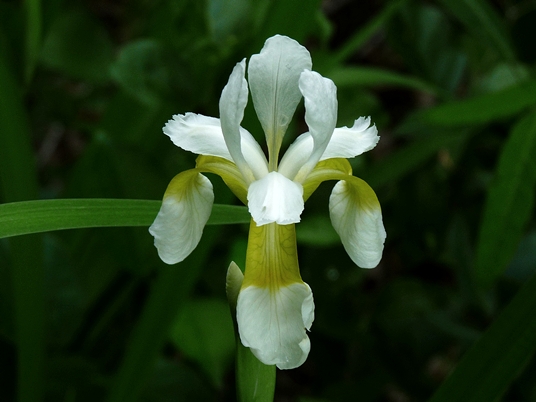 {Iris sibirica}